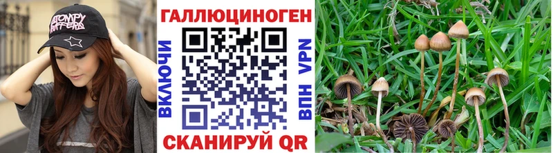 Галлюциногенные грибы Psilocybe Шахты